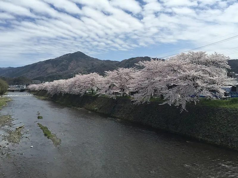 Beyond the Latte: 5 Ways Sakura Petals Show Up in Japanese Cooking That Will Genuinely Surprise You