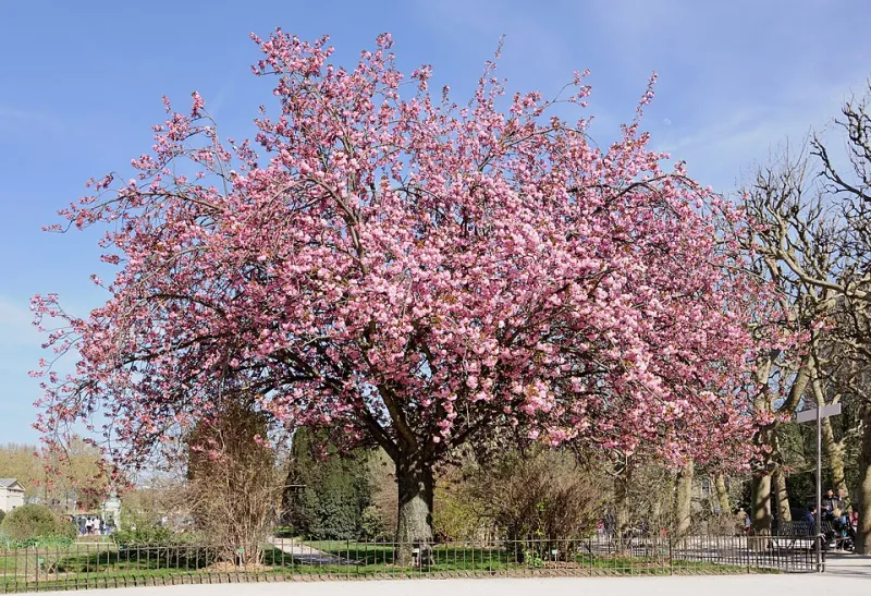 Eating with Intention: How Cherry Blossom Dining Became a Surprising Path to Feeling Better