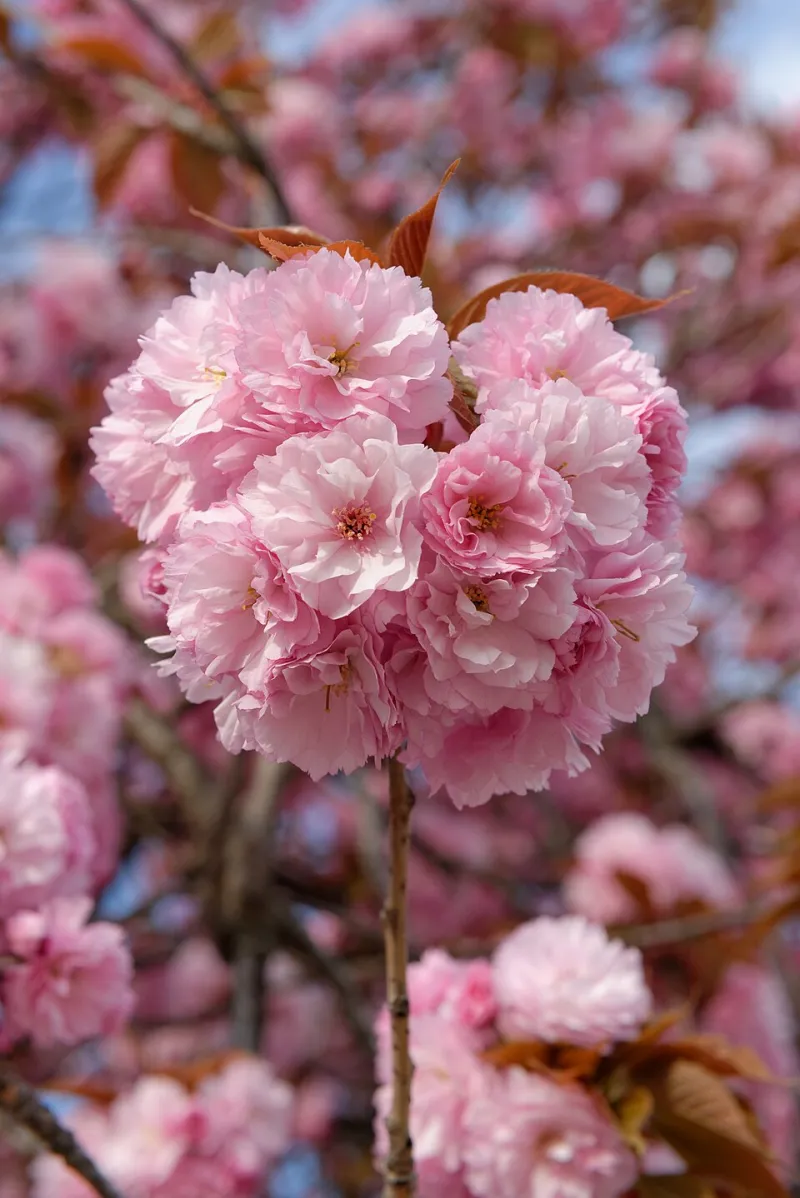 Timing Is Everything: Your Season-by-Season Guide to Dining at 36 Sakura Café