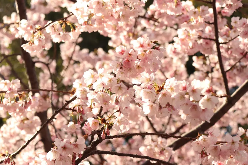 You Don't Need a Plane Ticket to Experience Japan's Most Fleeting Season